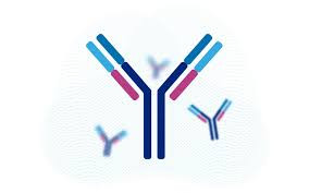 Anti-C1orf77 antibody